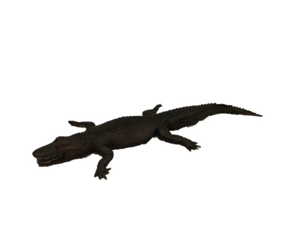 Life like alligator prop for party and theme prop renatls
