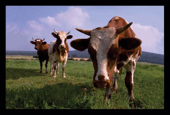 Photo of a banner with cows grazing in a field