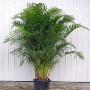 Green Areca Palm Tree Plant Tall for party rentals and corporate event hire