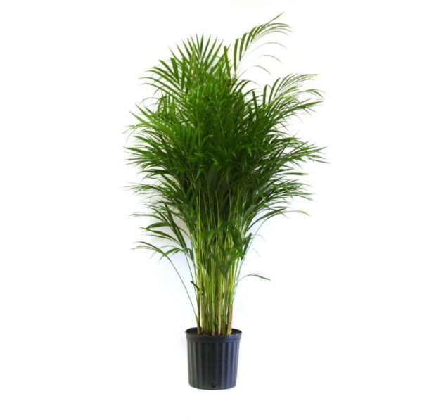 Areca or Majesty Palm Plant Live for Party Rentals and Corporate Special Events