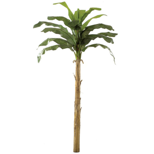 Banana Palm Tree 12 Ft Magic Special Events Richmond Virginia