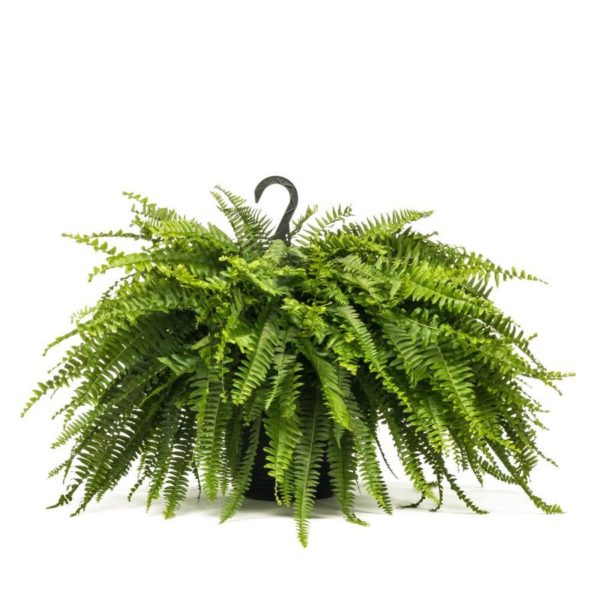 Boston Fern Live Plant for Party Rentals and Corporate Events