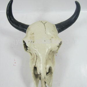 Phot of a buffalo bison or cow skull with horns