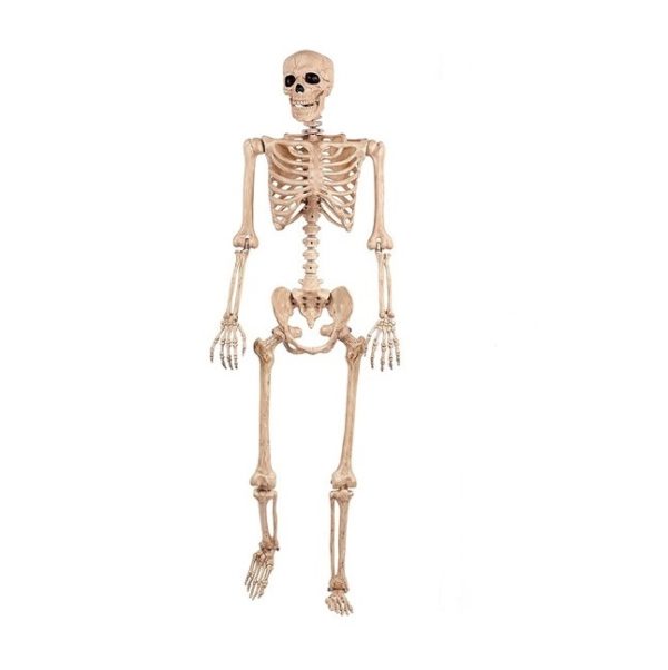 Lifesize Poseable Human Skeleton Prop