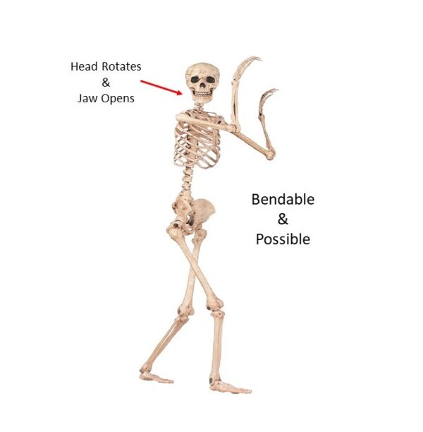 Lifesize Poseable Human Skeleton Prop with written notes