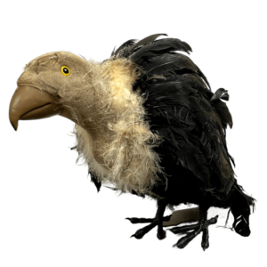 Molting Black Vulture