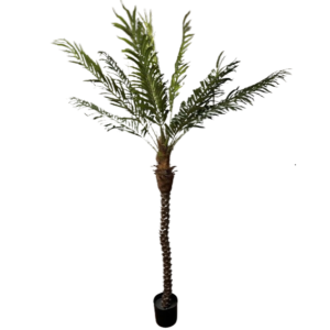 Palm Tree Plant Magic Special Events