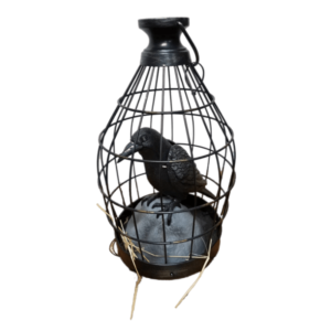Raven In Cage Talking