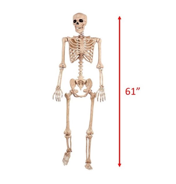 Lifesize Poseable Human Skeleton Prop with 61 inch height dimension noted