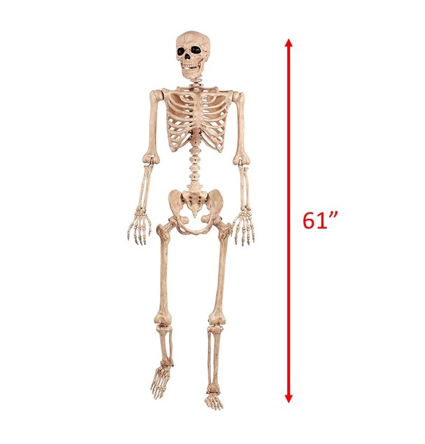 SKELETON LIFE-SIZE POSEABLE NATURAL BONE COLOR | Magic Special Events ...