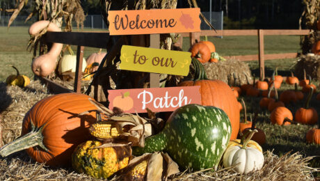 Fall-Festival Fall Festival Family Pumpkin Patch Magic Special Events